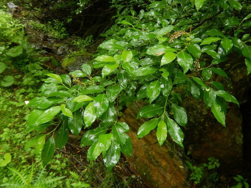 Salix japonica photo 2
