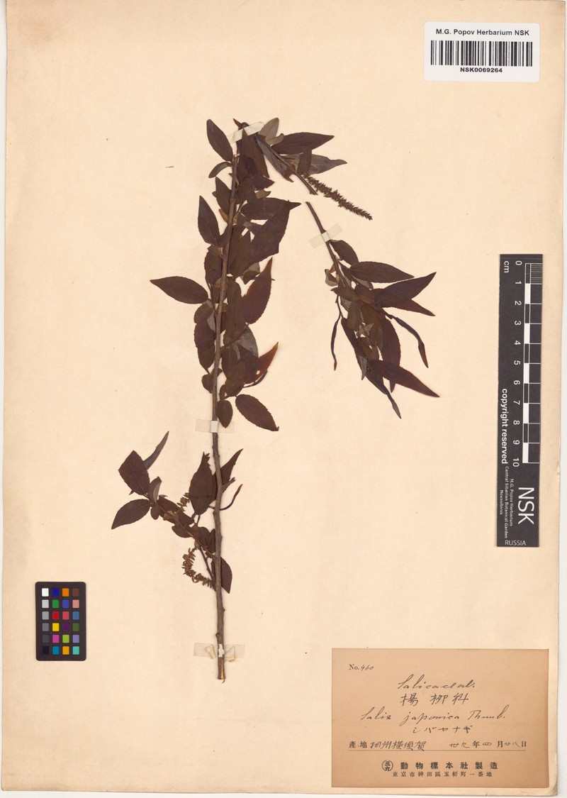Salix japonica photo 5