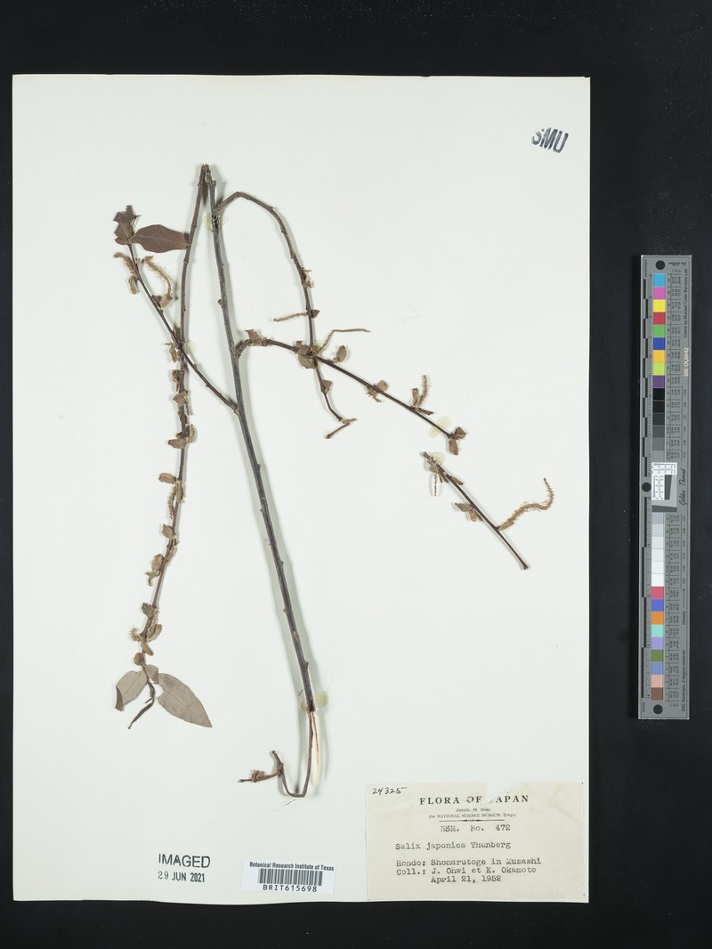Salix japonica photo 6