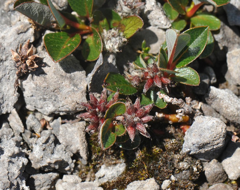 Barren Willow photo 2