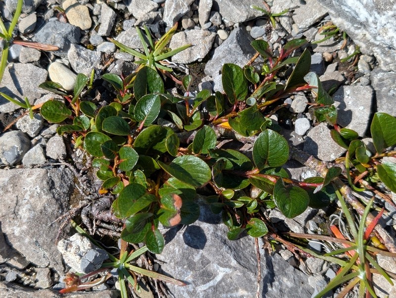 Barren Willow photo 3