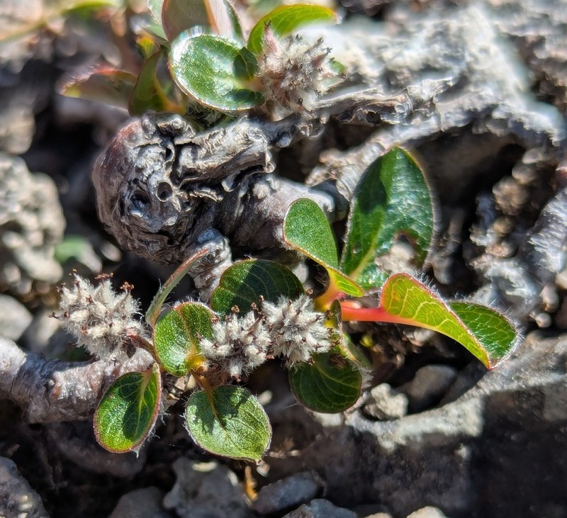 Barren Willow photo 5