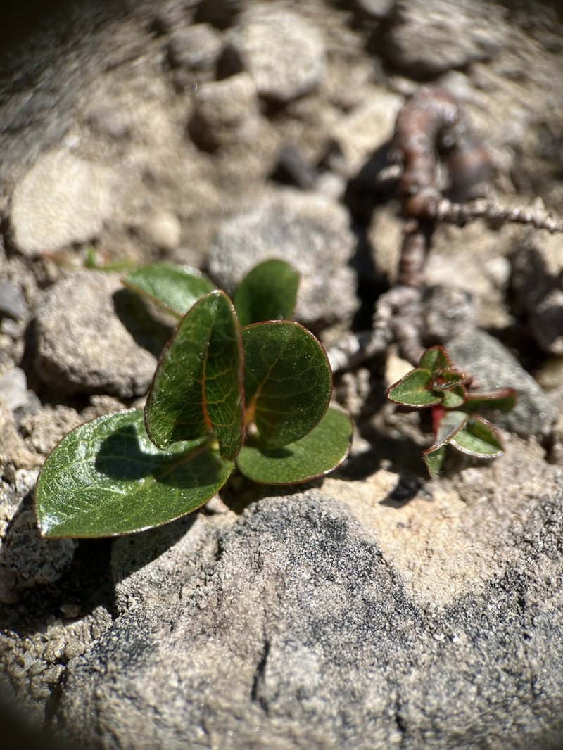 Barren Willow photo 6