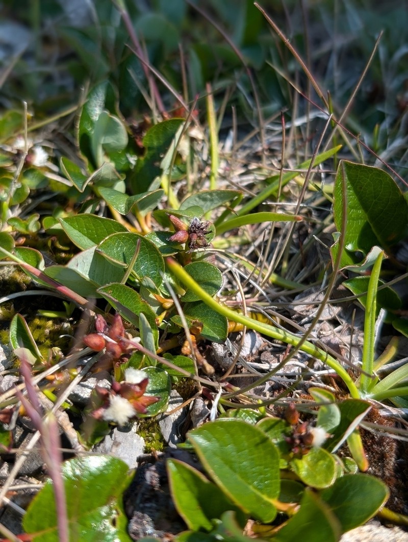 Barren Willow photo 7