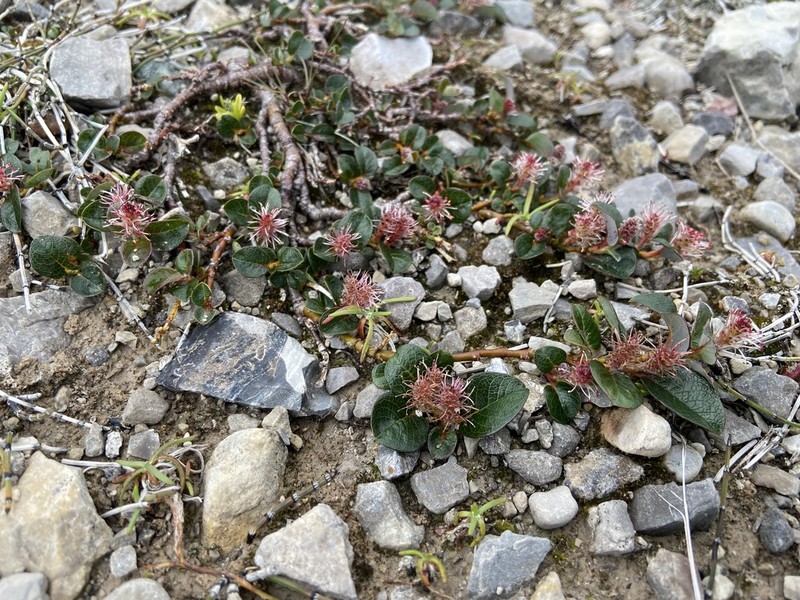 Barren Willow photo 8