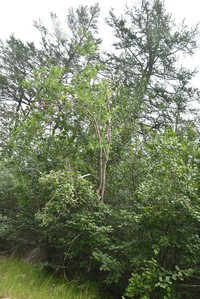 Salix jenisseensis
