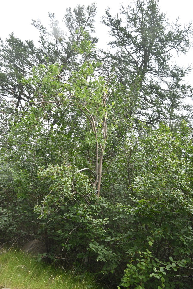 Salix jenisseensis