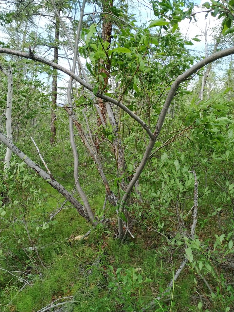 Salix jenisseensis photo 2