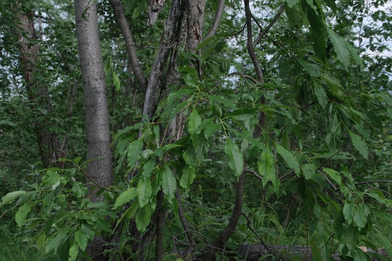 Salix jenisseensis photo 3
