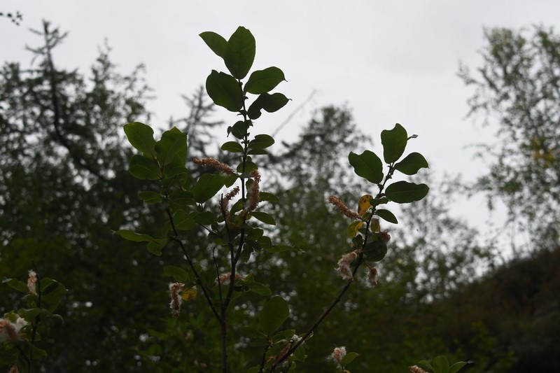 Salix jenisseensis photo 4