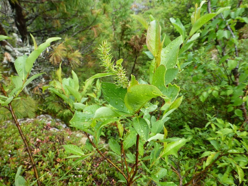 Salix jenisseensis photo 5
