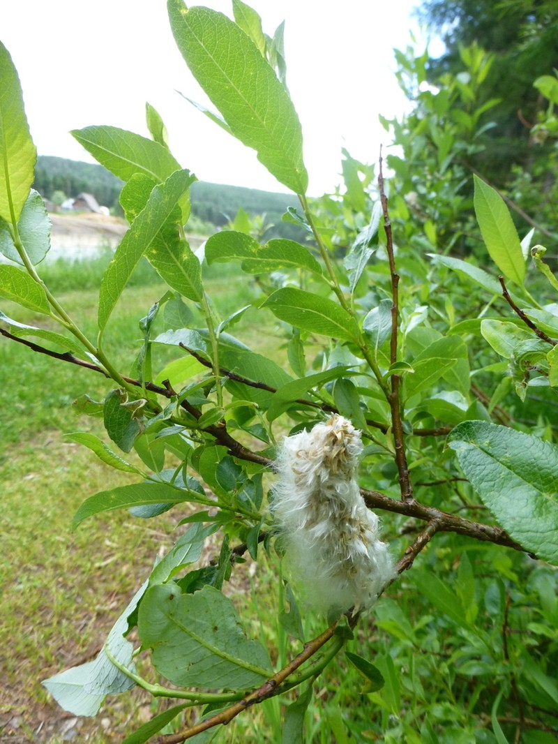 Salix jenisseensis photo 6
