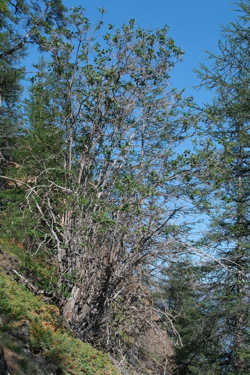 Salix jenisseensis photo 7