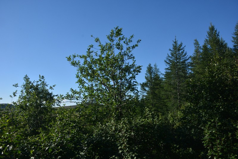 Salix jenisseensis photo 8