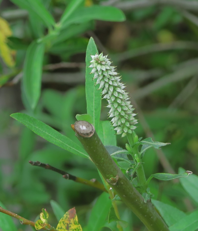 Jepson's Willow