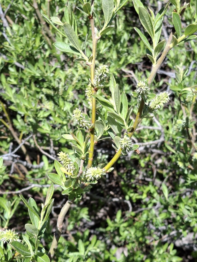 Jepson's Willow photo 3