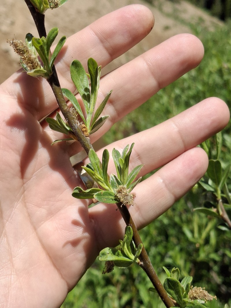 Jepson's Willow photo 7