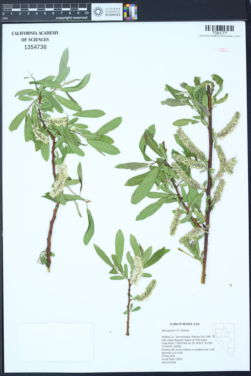 Jepson's Willow photo 9