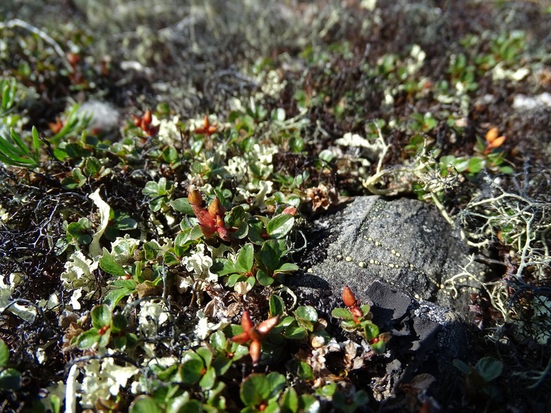 Salix jurtzevii