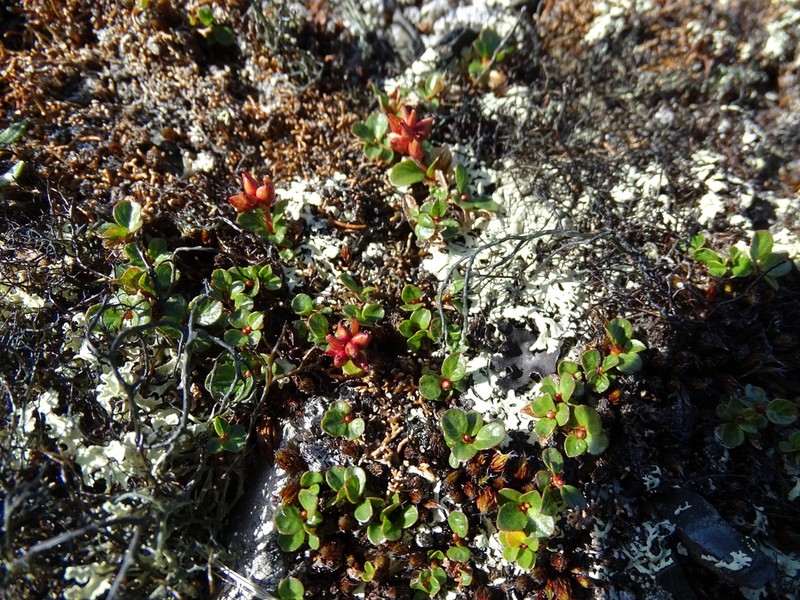 Salix jurtzevii photo 2