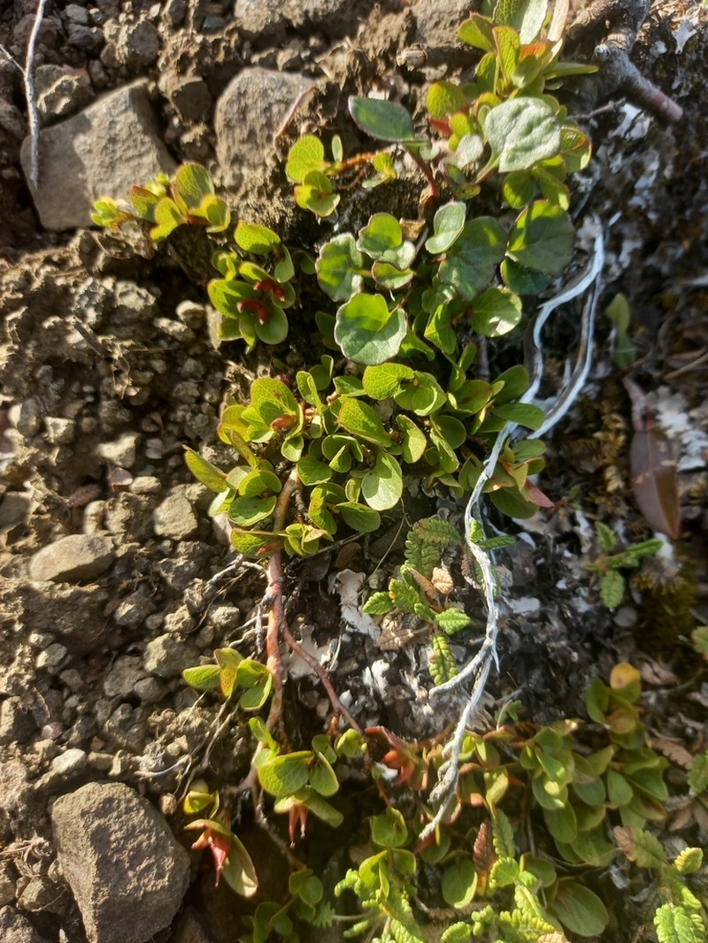 Salix jurtzevii photo 7