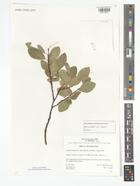 Salix kalarica
