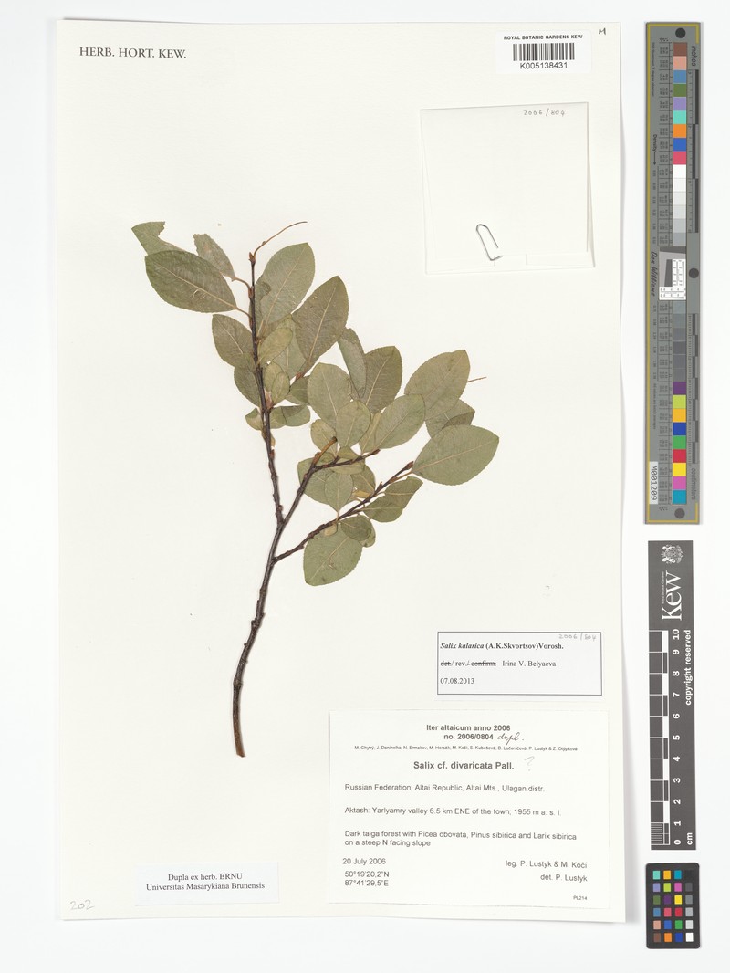 Salix kalarica
