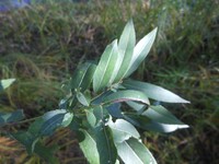 Salix kangensis