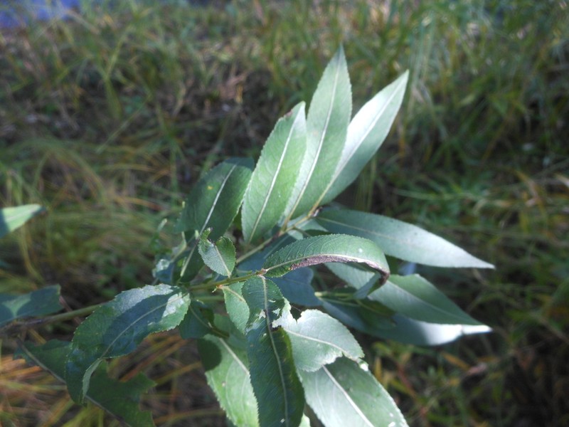 Salix kangensis
