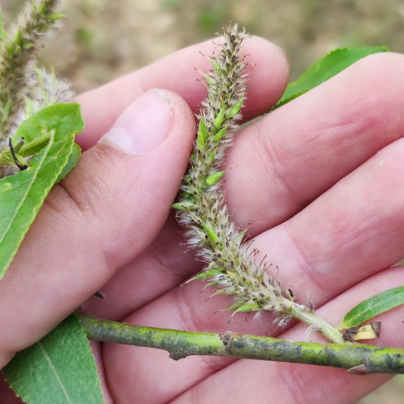 Salix kangensis photo 2