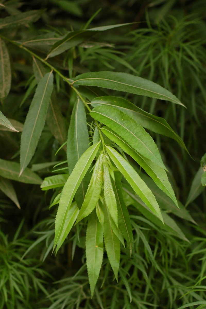 Salix kangensis photo 3