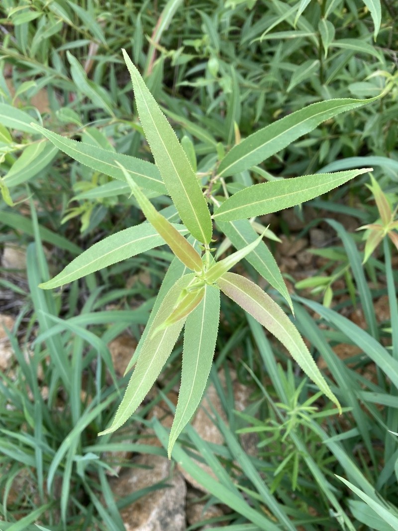 Salix kangensis photo 4