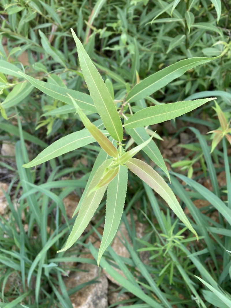 Salix kangensis photo 5