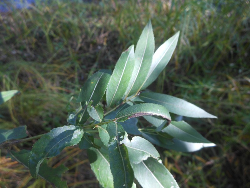 Salix kangensis photo 6