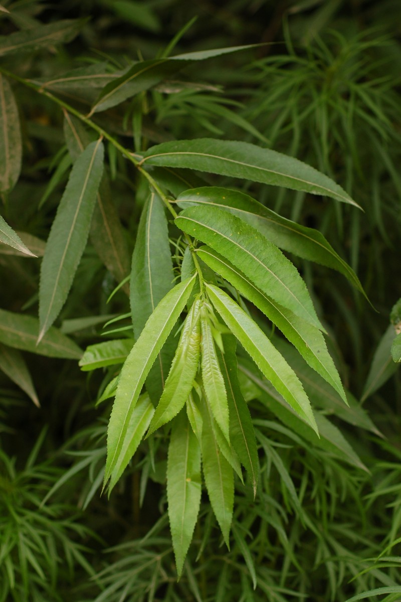 Salix kangensis photo 7