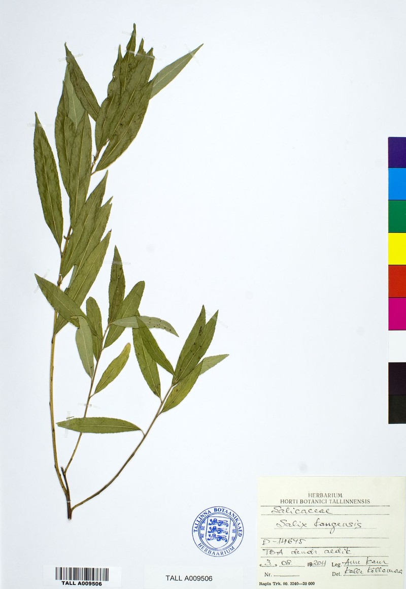 Salix kangensis photo 8