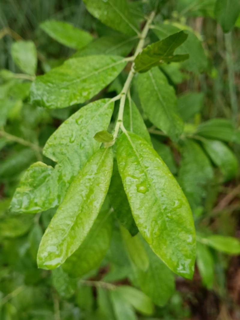 Salix kaptarae