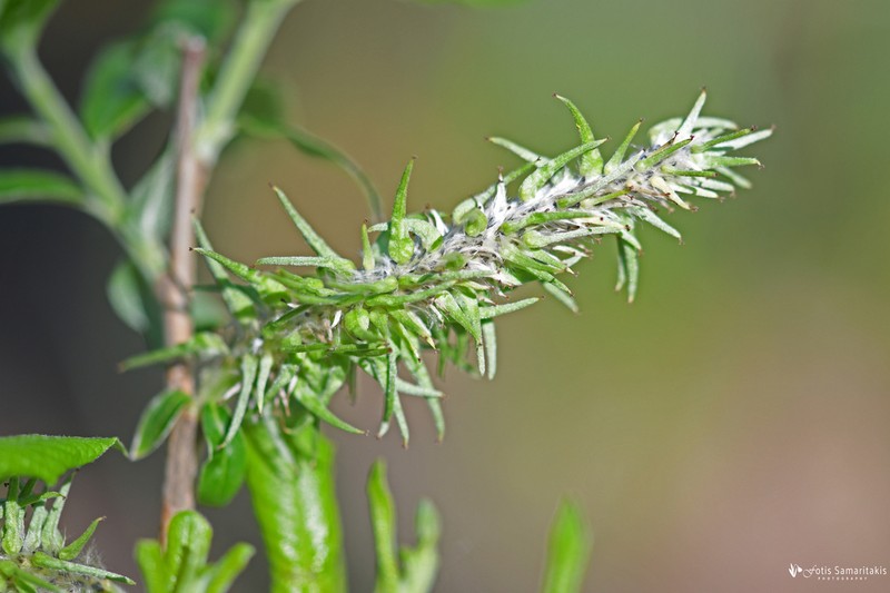 Salix kaptarae photo 2