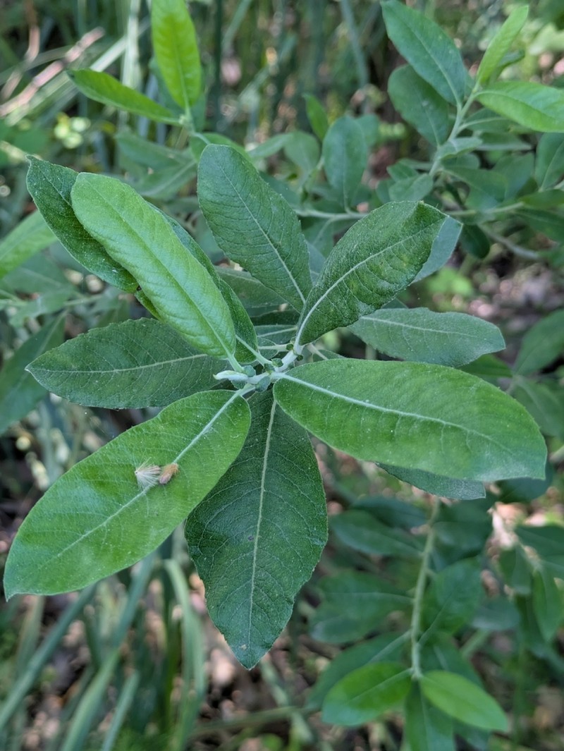 Salix kaptarae photo 3