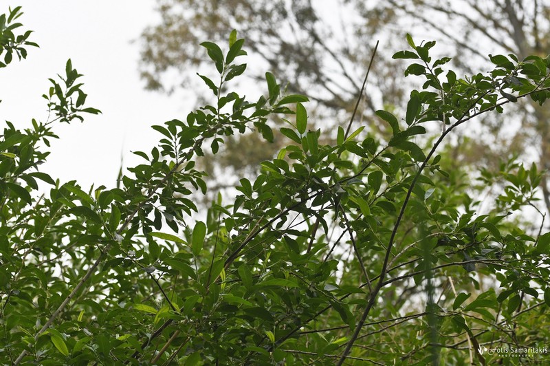 Salix kaptarae photo 4
