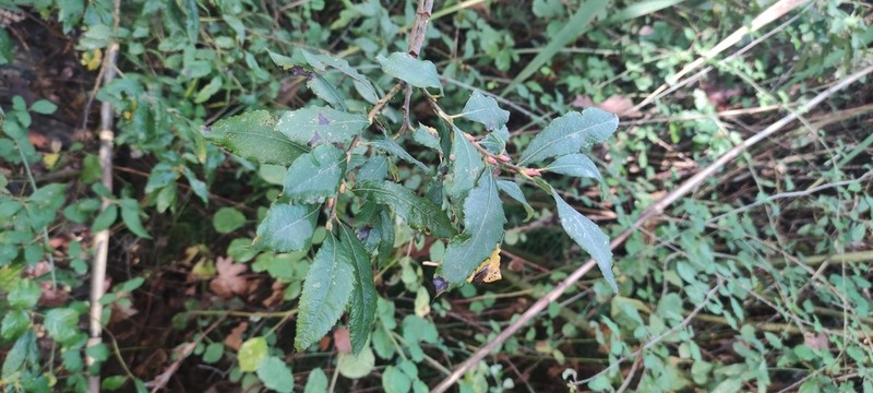 Salix kaptarae photo 6