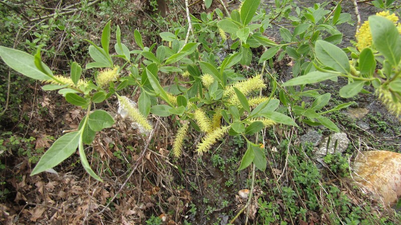Salix kaptarae photo 7