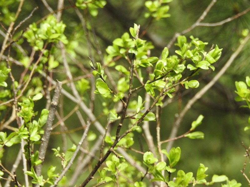 Salix karelinii