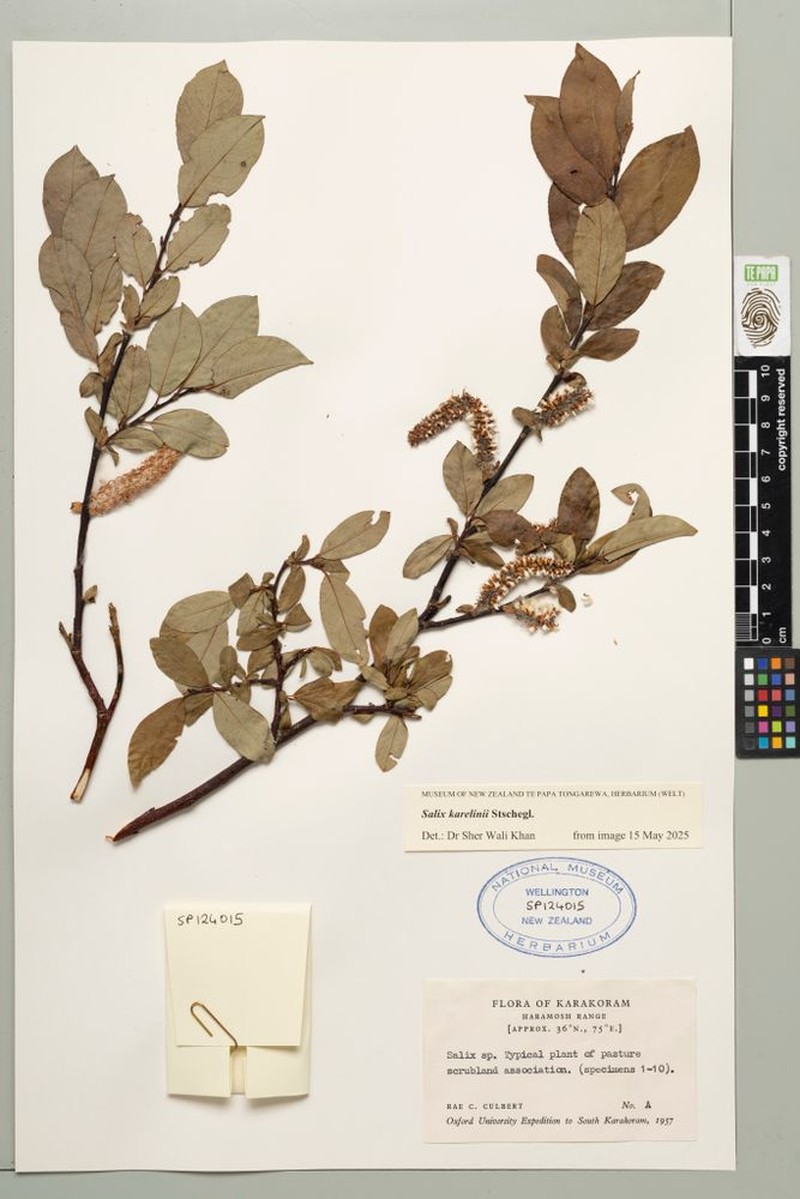 Salix karelinii photo 2