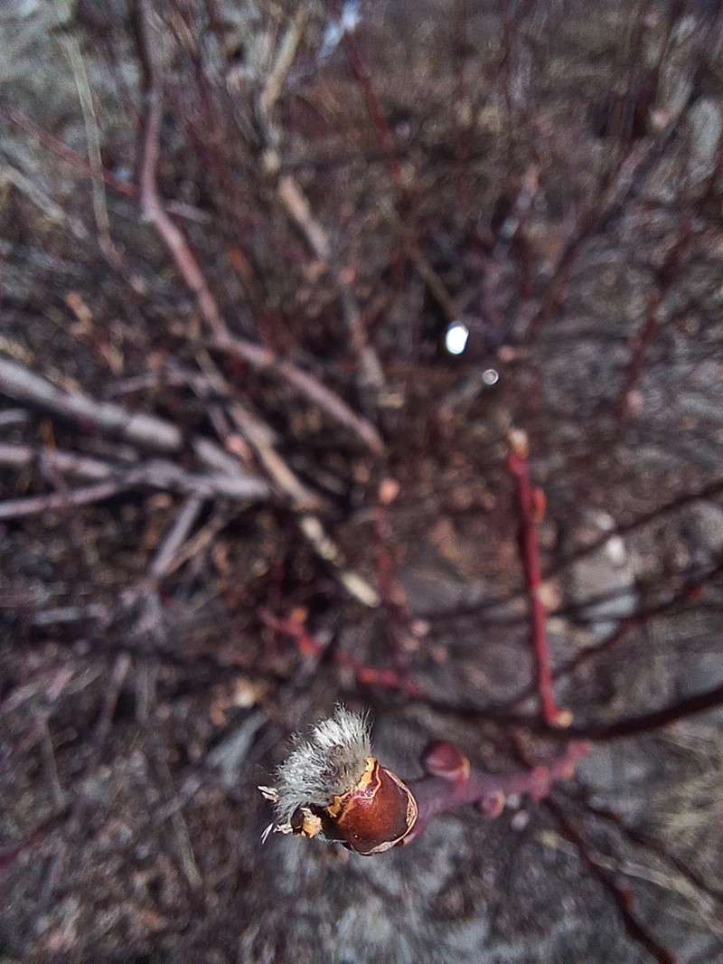 Salix karelinii photo 3