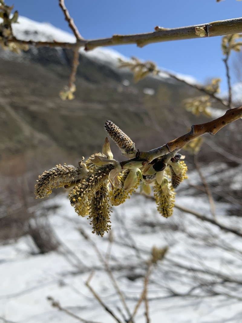 Salix karelinii photo 4