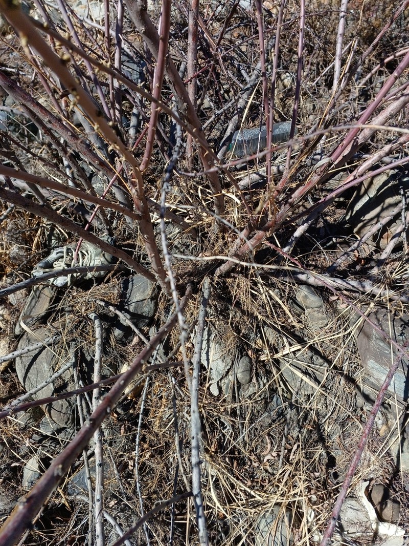 Salix karelinii photo 5