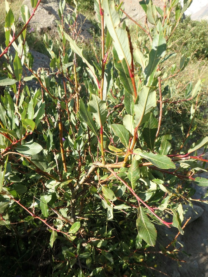 Salix kazbekensis