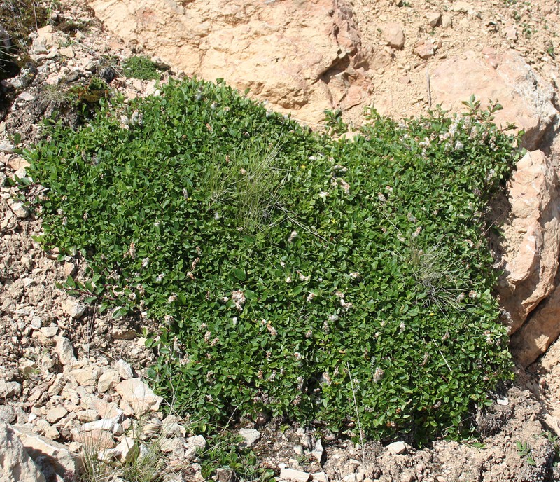 Salix kazbekensis photo 3