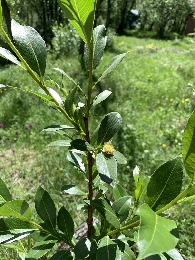 Salix kazbekensis photo 4